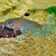 Corydoras Punctatus