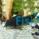 Corydoras sp. 