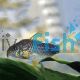 Corydoras Similis
