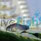 Corydoras Similis