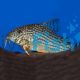 Corydoras Sterbai XL 