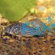 Corydoras Sterbai