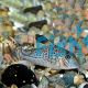 Corydoras Acutus - Black Top