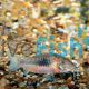 Bronze Corydoras 