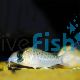 Corydoras Atropersonatus