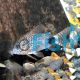 Corydoras Caudimaculatus