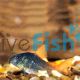 Concolor Corydoras