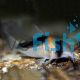 Corydoras Duplicareus 