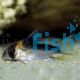 Corydoras Duplicareus 