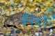 Haraldshultzi Corydoras - Wild Caught 4cm