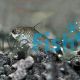 Corydoras Hastatus
