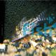 Corydoras Incolincana - Wild Caught 4.5cm