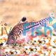 Corydoras leopardus 
