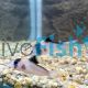 Corydoras Lineage 9 C121