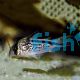 Corydoras Loxozonu