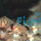 Corydoras Metae