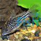 Corydoras Napoensis