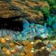 Peppered Corydoras 