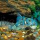Peppered Corydoras