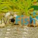 Corydoras Panda