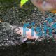 Corydoras Panda - Snow White 
