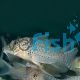 Corydoras pastazensis