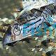 Corydoras Cf Pulcher 5cm