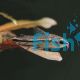 Corydoras Pygmaeus