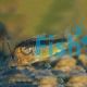 Corydoras Rabauti 