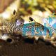 Corydoras Reticulatus - Wild Caught 4cm