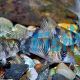 Corydoras Reynoldsi - Bumblebee Cory