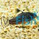 Corydoras San Juan - Wild Caught 