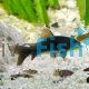 Black Corydoras 3cm