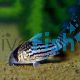 Corydoras Super Schwartzi Hifin