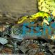 Septentrionalis Corydoras 