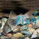 Corydoras Septrionalis 