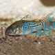 Corydoras Sodalis 