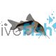 Corydoras Sp. CW106 