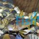 Corydoras Neon Red Stripe Corydoras Sp Cw014