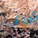 Orange Venezuela Corydoras 2.5cm