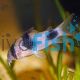 Corydoras Weitzmani Two Saddle 