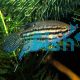 Croaking Gourami - Trichopsis vittatus