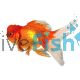 Crown Head Oranda