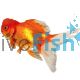 Crown Head Oranda