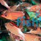 Crown Squirrelfish - Large