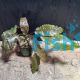 Cryptocoryne - Assorted Large Pot