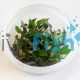 Cryptocoryne Beckettii - Tissue Culture