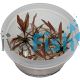 Cryptocoryne Wendtii Flamingo - Tissue Culture