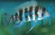 Frontosa 7Bar 10cm - Blue Form