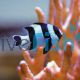 Blacktail Humbug Damselfish